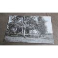 1922 fr J Salmon Postcard - Silver Birches, Epp...