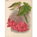 BEGONIA PRESIDENT CARNOT 1894 Guillaume Severey...