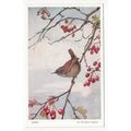 Winifred Austen Postcard Wren Bird Art 1299