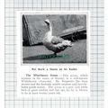 C5973) Whitehaven Goose Barney - 1913 Cutting