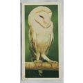 1976 Craven Black Cat British Birds card No. 44...