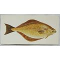 1978 Craven Black Cat Sport Fish card No. 42 Ha...