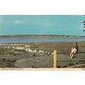 Mistley Manningtree Essex Swannery Essex 1970s ...