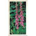 Woodland Wildlife 1980 Brooke Bond Tea Card 33 ...