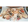 Lot of Handpicked Sea Shells for Decoration or ...