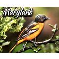 Maryland with Oriole Highlight Fridge Magnet