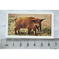 1958 Horniman's Tea card Wild animals No. 37 Re...