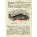 Dugong, Dugongidae, Book Illustration (Print), ...