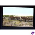 SUSSEX OXEN TEAM Postcard by Wrench (10 G)