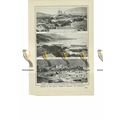 Caracas, Venezuela, 3 Scenes, Book Illustration...