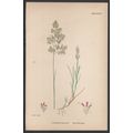 GREY HAIR-GRASS 1872 John Edward Sowerby PLANT ...