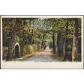 Vinchelez Lane, Jersey, c.1905-10 - Picture Pos...