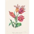 Salvador Dalí Florals Surrealist Flowers 1972 P...