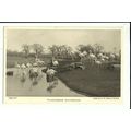 Birds FLAMINGOES Postcard (Whipsnade Park)