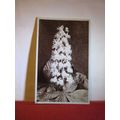 UNKNOWN FLOWER PLANT antique used postcard RP 1...