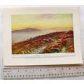 Vintage illustration: heather on Devonshire Moors