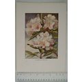 1905 coloured illustration: Rhododendron Rosa M...