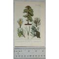 Vintage illustration: The Scotch Fir, Plate XVII