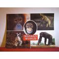 MONKEY WORLD, APE RESCUE CENTRE, WAREHAM, DORSE...
