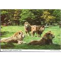 Longleat Safari Park, Warminster, Wiltshire - L...