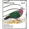 MALAYSIA, BIRD, Green-winged Pigeon, Chalcophap...