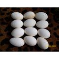 Blown Goose Eggs x 12