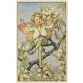 Pear Blossom Fairy From WW2 Flower Fairies Book...