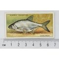 1933 Players Fresh-water Fishes, pink back No. ...