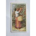 1928 Players Products of the World No. 13 Coffe...