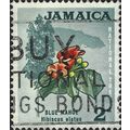 JAMAICA, FLOWER, Blue Mahoe, Hibiscus elatus, g...