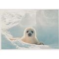 Save The Seal Killing Animal Slaughter Waltham ...