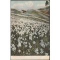 Les Narcisses, Montreux, Vaud, c.1905-10 - Loui...