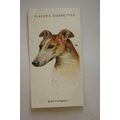 1929 John Player & Sons Dogs Heads No. 16 Greyh...