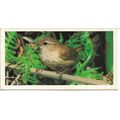 Woodland Wildlife 1980 Brooke Bond Tea Card 37 ...