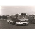 Black & White Photograph of Midland Red (South)...