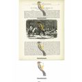 Coffee Gathering, Brazil, Book Illustration (Pr...