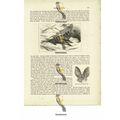 Barbastelle Bat Walking, Book Illustration (Pri...