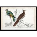 PIGEONS 1850 Birds - Oliver Goldsmith ANTIQUE E...