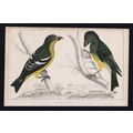 WHITE-WINGED CROSSBILL AND AMERICAN CROSSBILL 1...