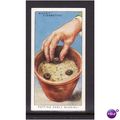 WILLS - 1938 GARDEN HINTS NO 25 Potting Early G...