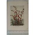 1905 coloured illustration: lobelia cardinalis