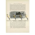 Sail-Fish, Animal Book Illustration (Print), c1916