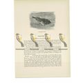 Four Horned Sculpin, Animal Book Illustration (...