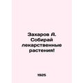 A. Zakharov Collect medicinal plants In Russian...