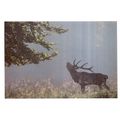THE RED DEER STAG, HIGHLANDS, SCOTLAND large un...