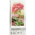 1936 Wills, Wild Flowers No. 45 Red Valerian