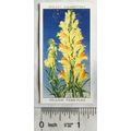 1936 Wills, Wild Flowers No. 44 Yellow Toad-flax
