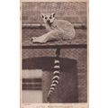 Ring Tailed Lemur London Zoological Gardens Old...