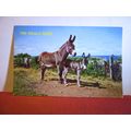 TWO SCILLY ASSES. seaside humour unused postcard =