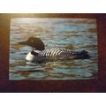 Birds Greenland Great Northern Diver mint vinta...